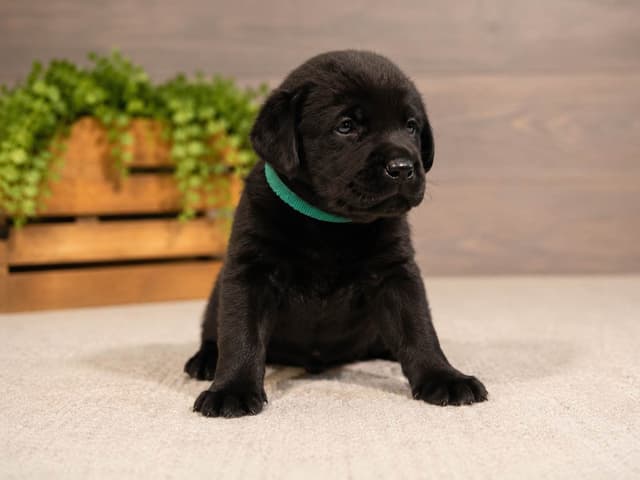 Labrador Retriever Puppies media 3
