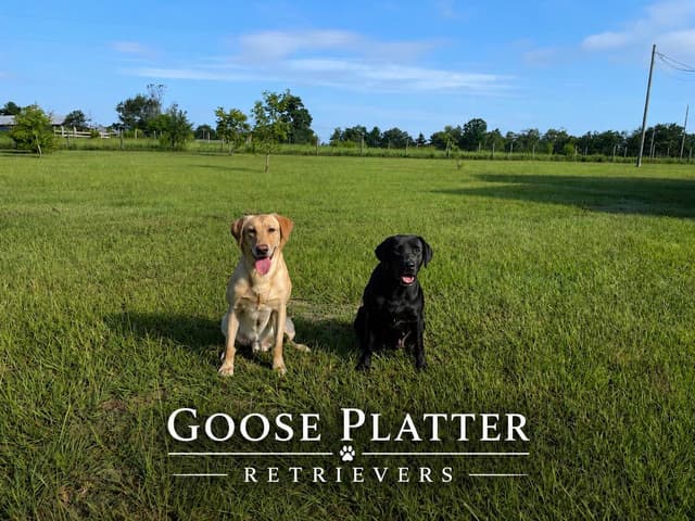 Labrador Retriever Puppies media 6