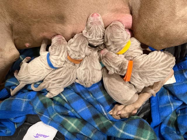Weimaraner Puppies media 5
