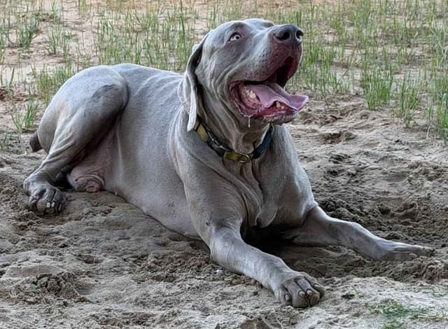 Weimaraner Puppies media 2