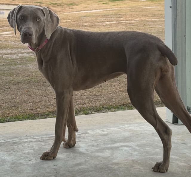 Weimaraner Puppies media 4
