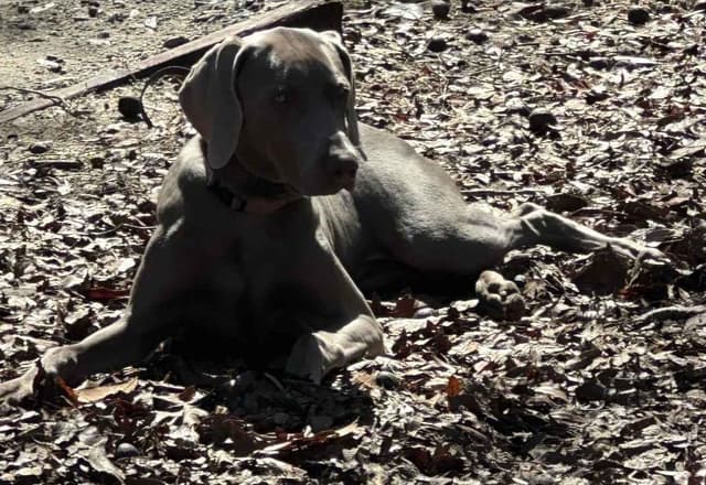 Weimaraner Puppies media 3