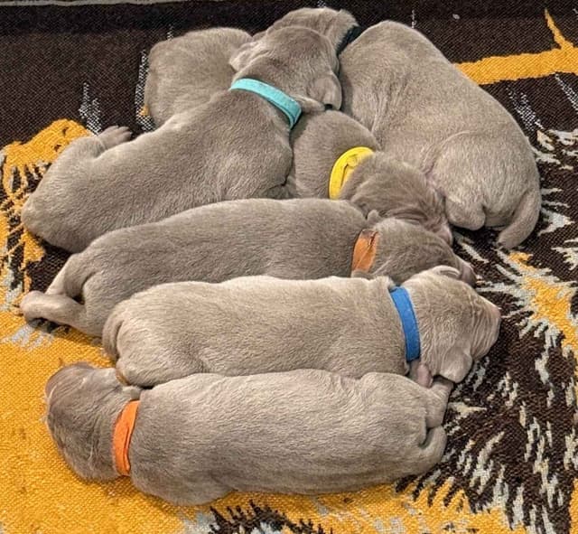 Weimaraner Puppies media 6