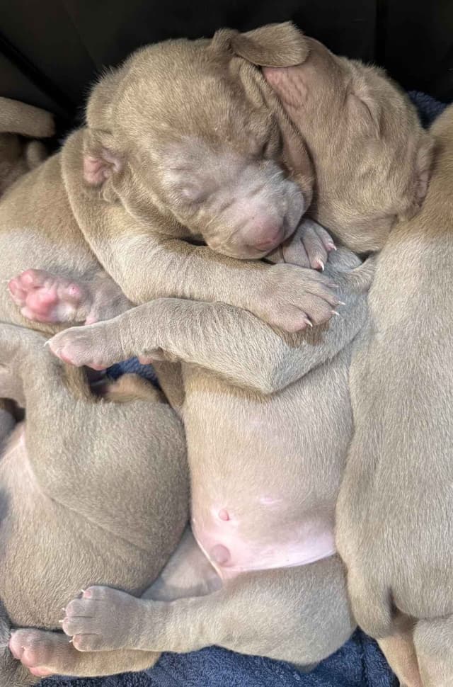 Weimaraner Puppies media 7