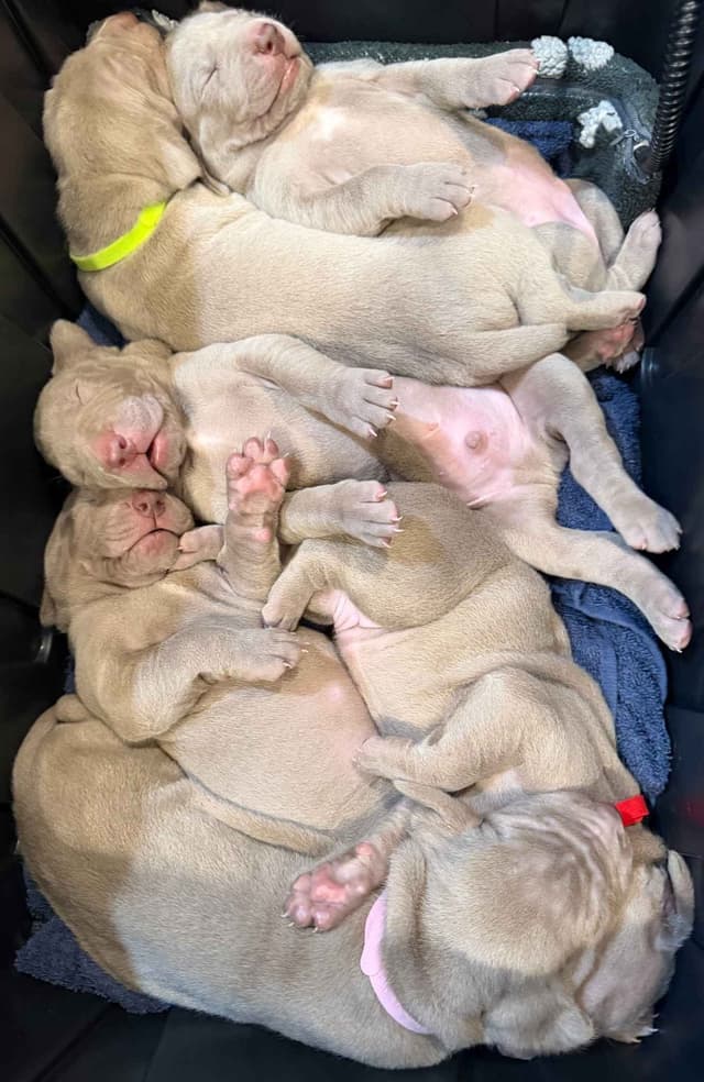 Weimaraner Puppies media 8