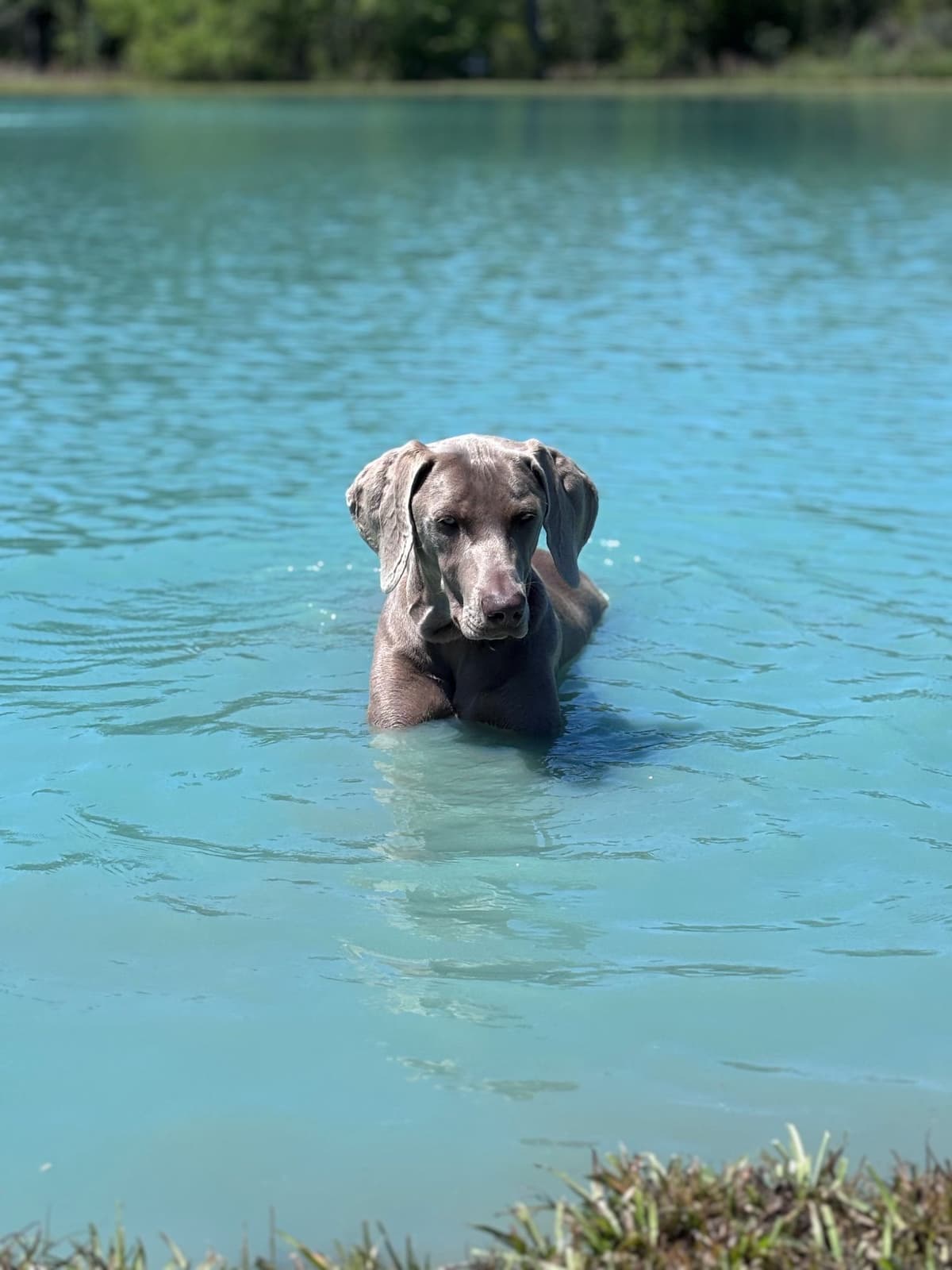 Weimaraner Puppies breeder image 1