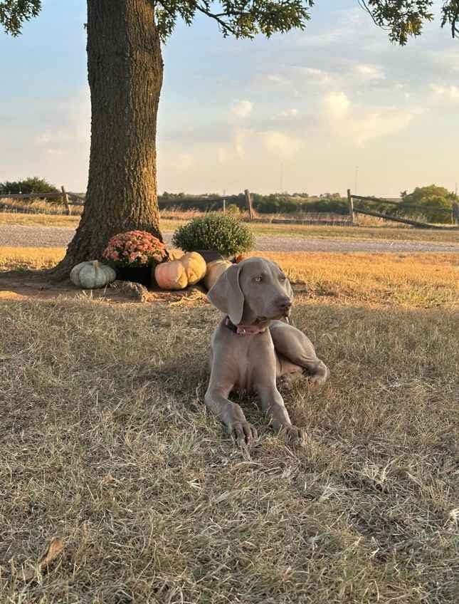 Weimaraner Puppies breeder image 3