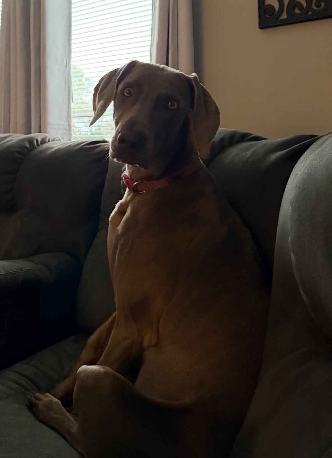 Weimaraner Puppies breeder image 2
