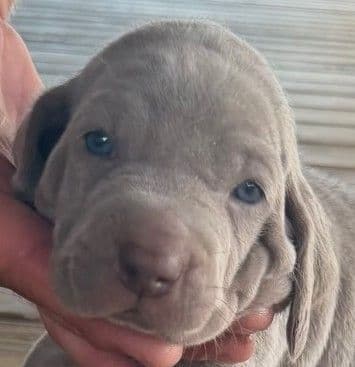 Weimaraner Puppies media 10
