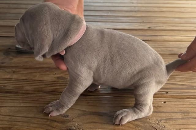 Weimaraner Puppies media 14
