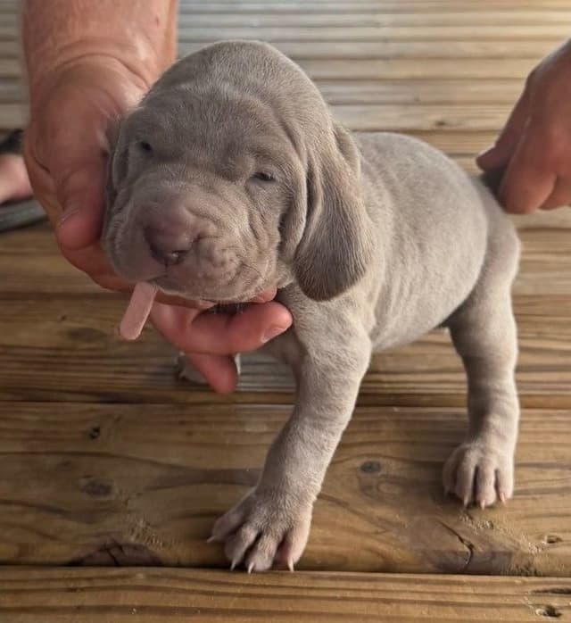 Weimaraner Puppies media 13
