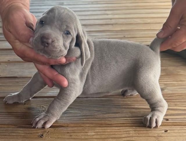 Weimaraner Puppies media 16