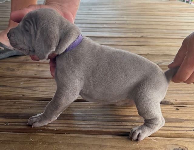 Weimaraner Puppies media 15