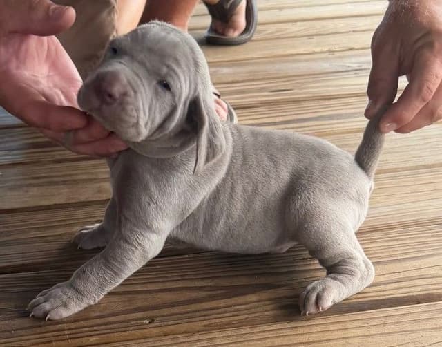 Weimaraner Puppies media 21