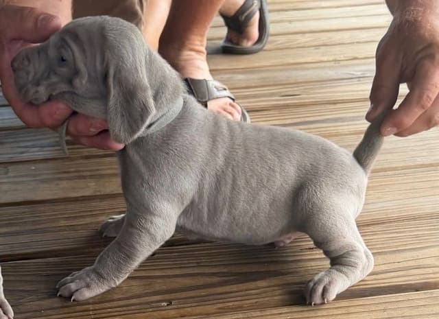 Weimaraner Puppies media 20