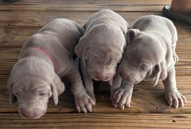 Weimaraner Puppies media 19