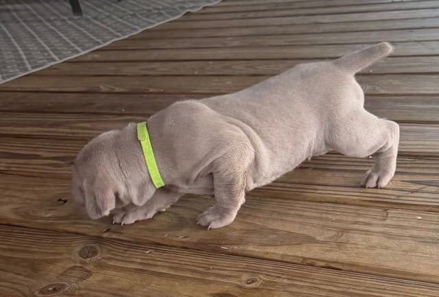 Weimaraner Puppies media 25