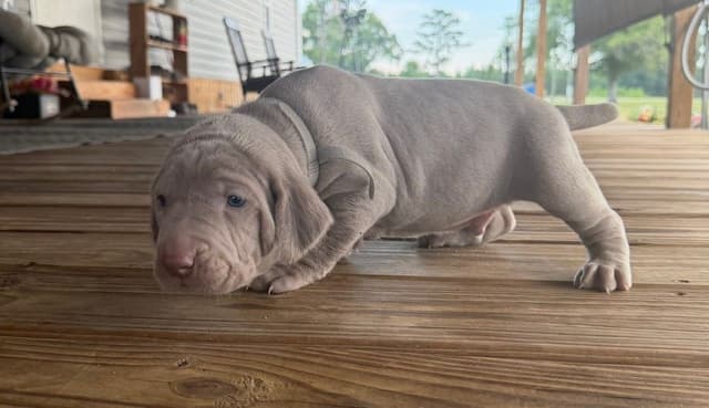 Weimaraner Puppies media 26