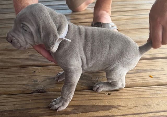 Weimaraner Puppies media 22