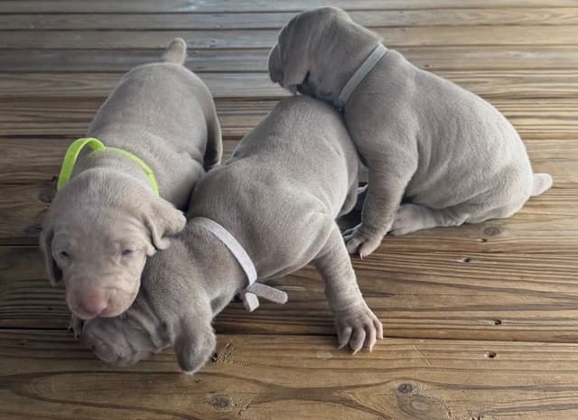 Weimaraner Puppies media 24