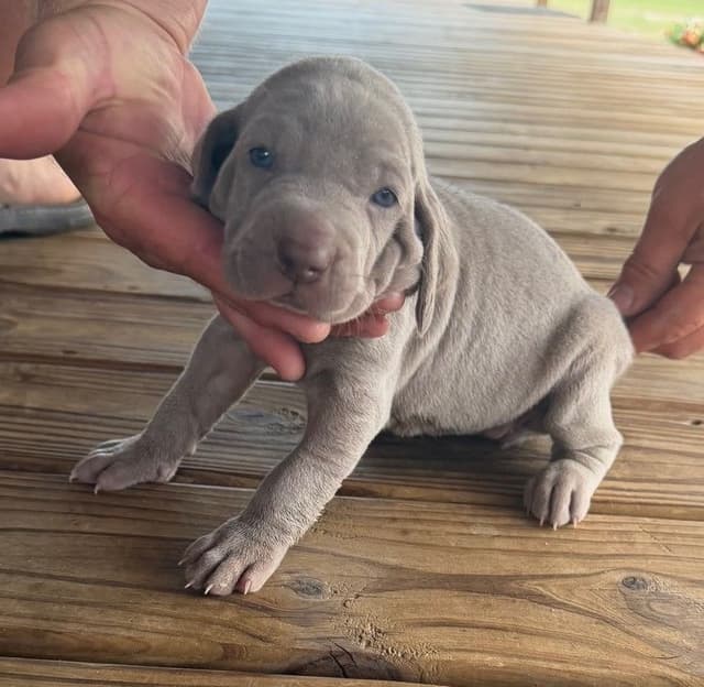 Weimaraner Puppies media 18