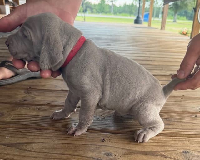 Weimaraner Puppies media 17