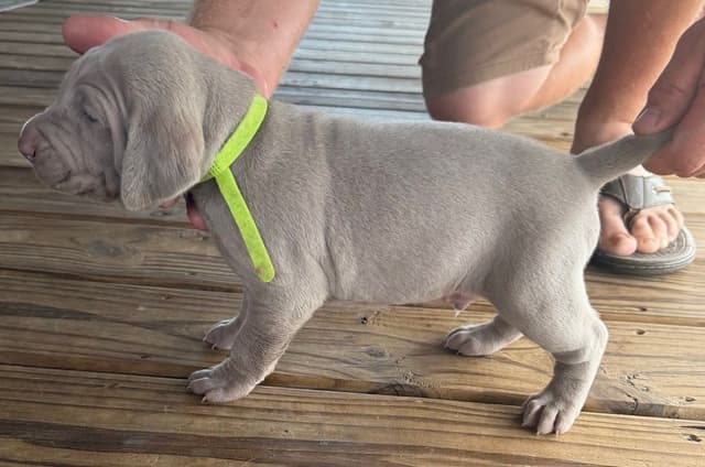 Weimaraner Puppies media 23