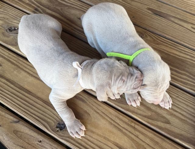 Weimaraner Puppies media 27