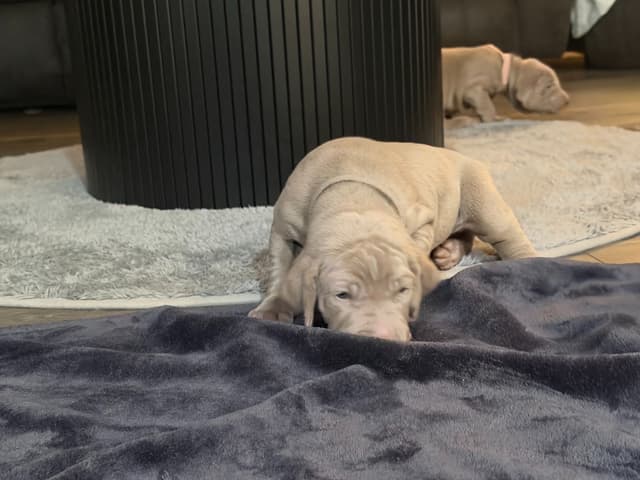 Weimaraner Puppies media 11
