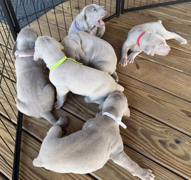 Weimaraner Puppies media 9