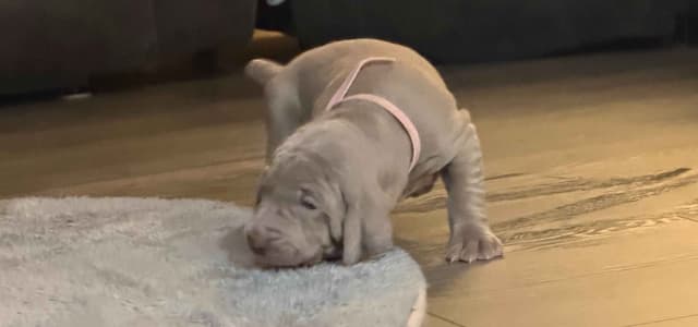 Weimaraner Puppies media 12