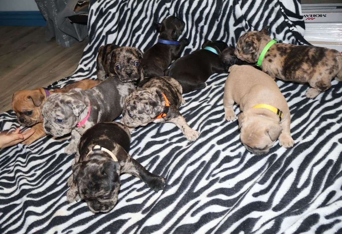 French Bulldog Puppies breeder image 1