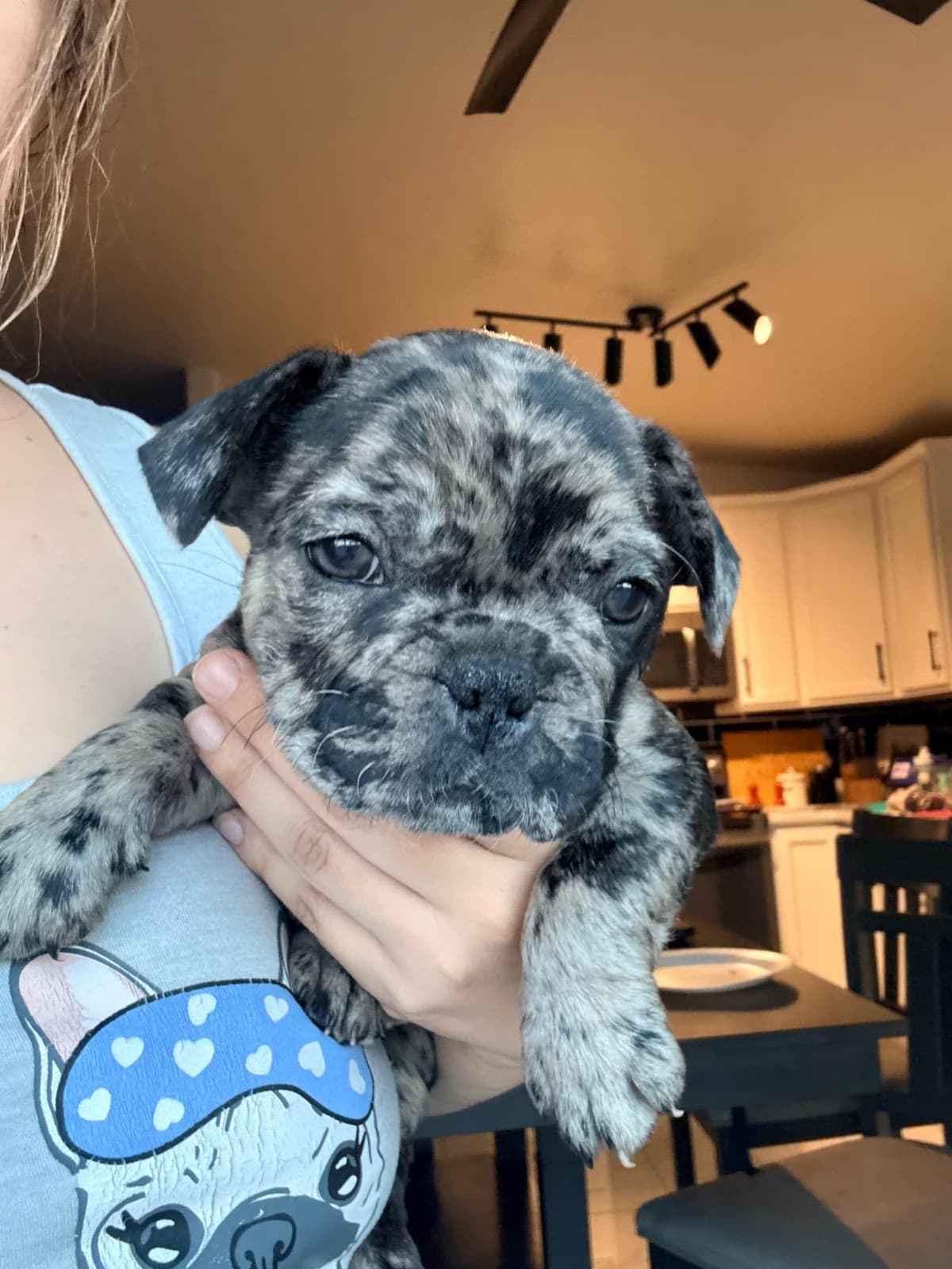 French Bulldog Puppies breeder image 2