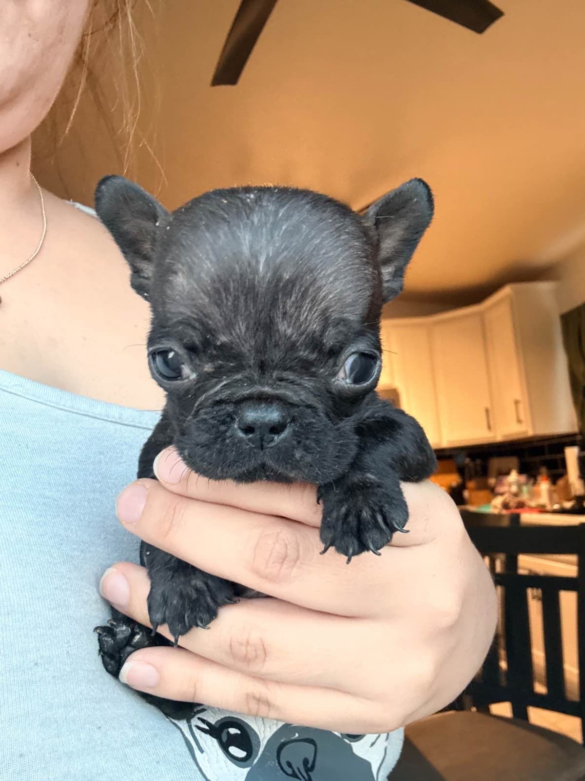French Bulldog Puppies breeder image 3