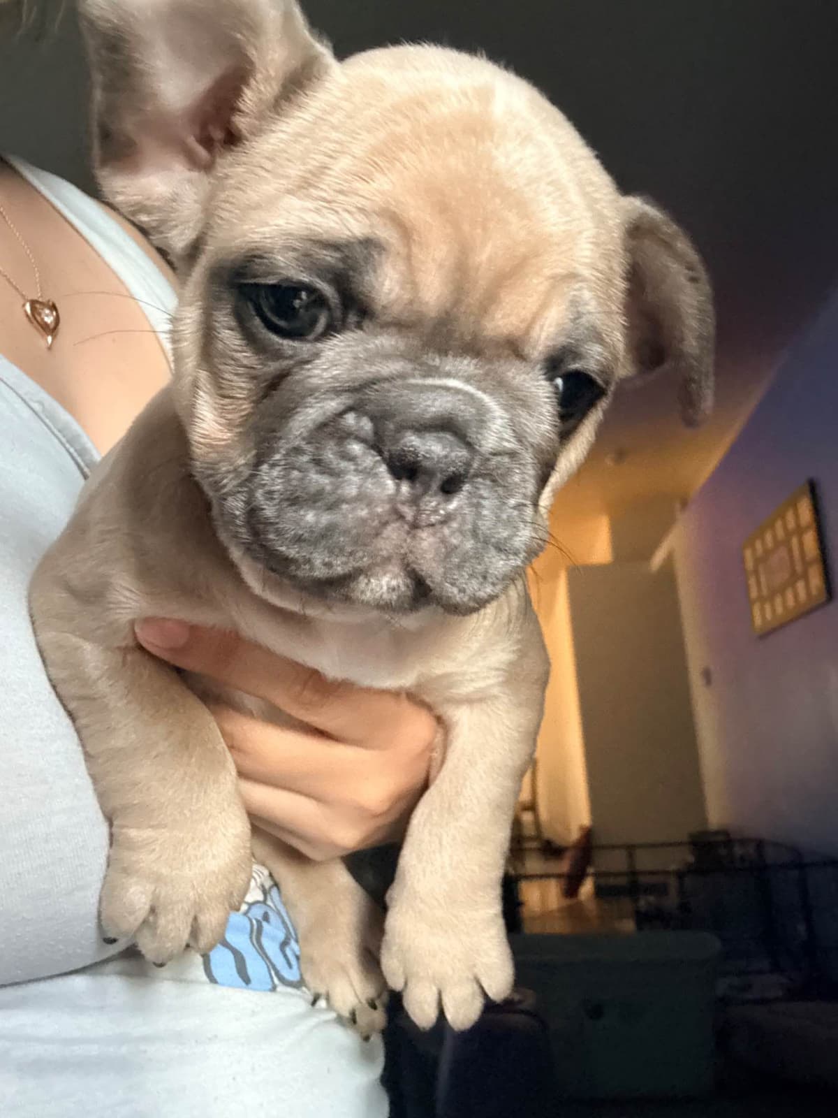 French Bulldog Puppies breeder image 5