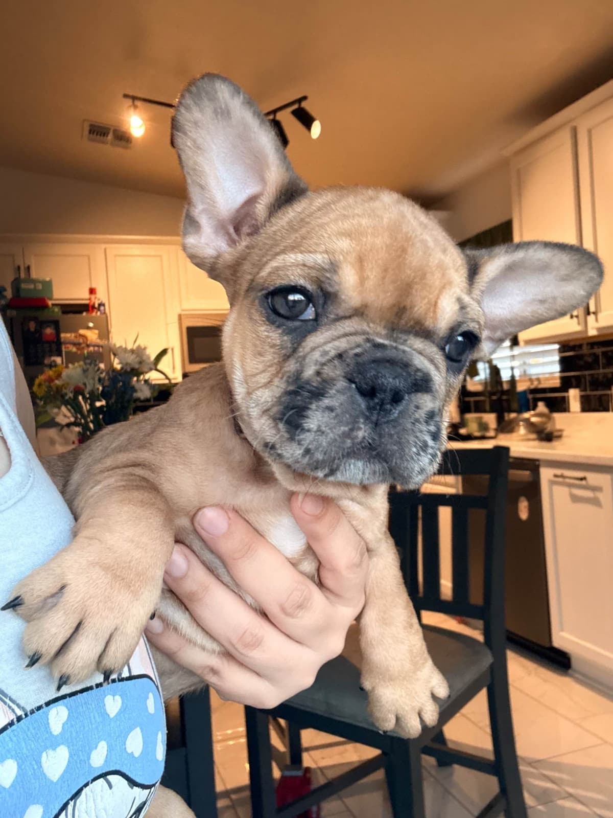 French Bulldog Puppies breeder image 8