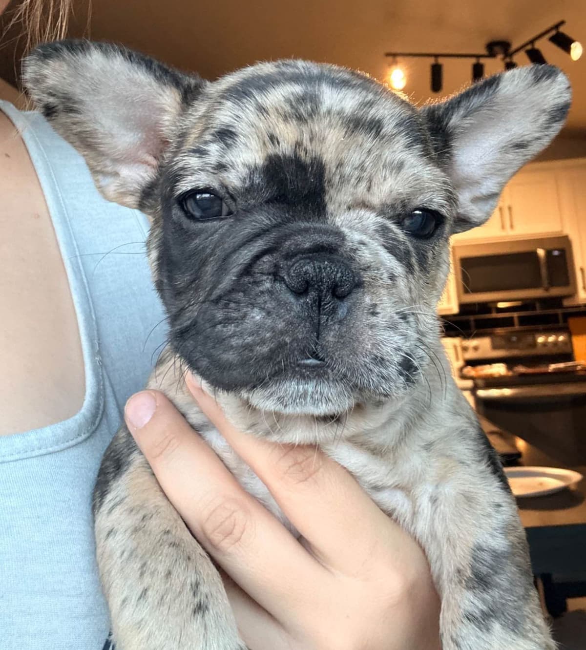 French Bulldog Puppies breeder image 9