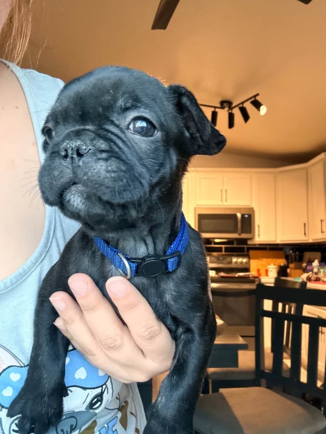 French Bulldog Puppies media 4