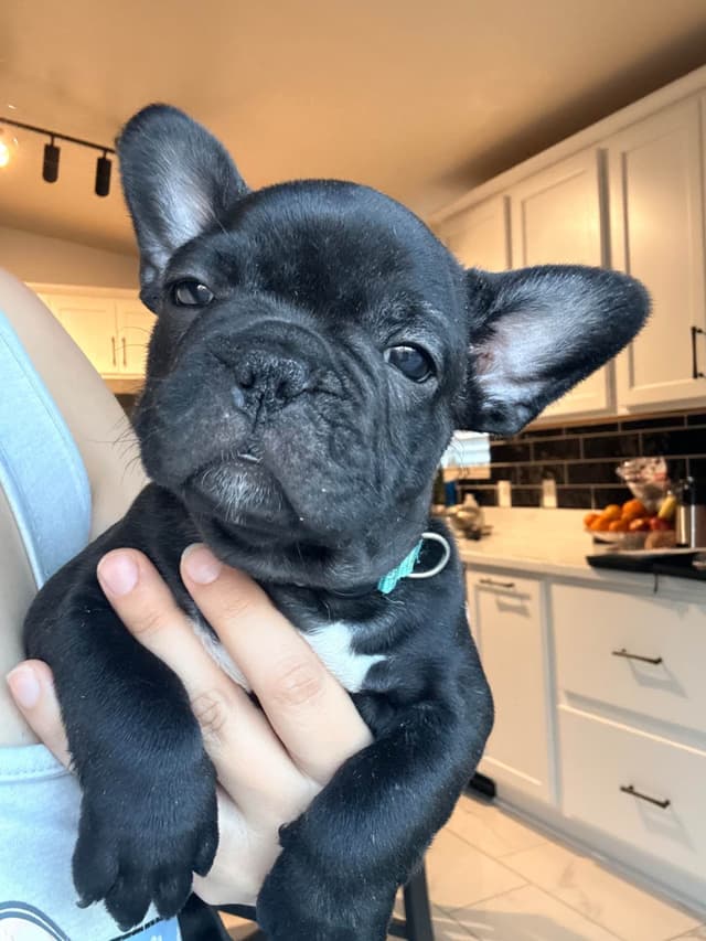 French Bulldog Puppies media 5