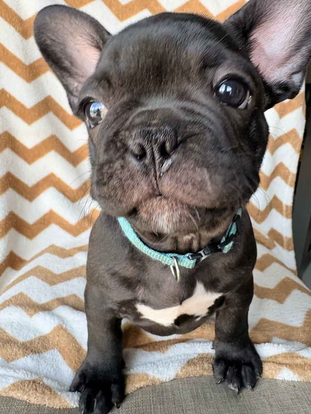 French Bulldog Puppies media 8