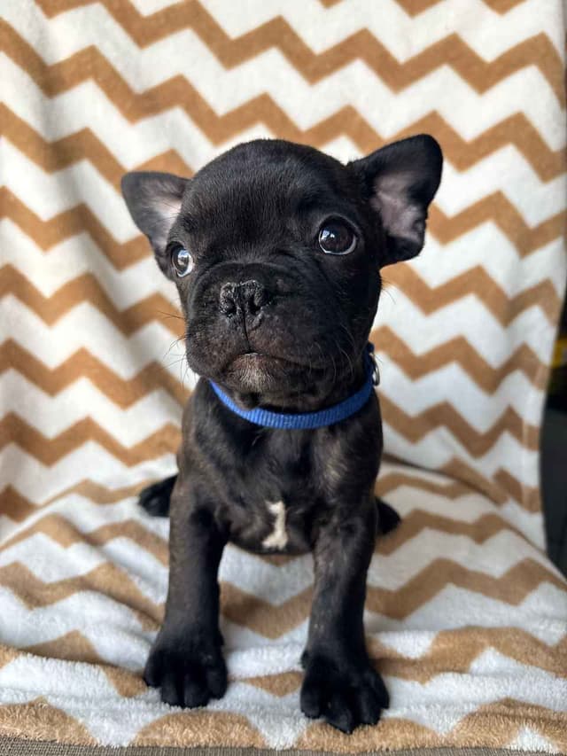 French Bulldog Puppies media 9