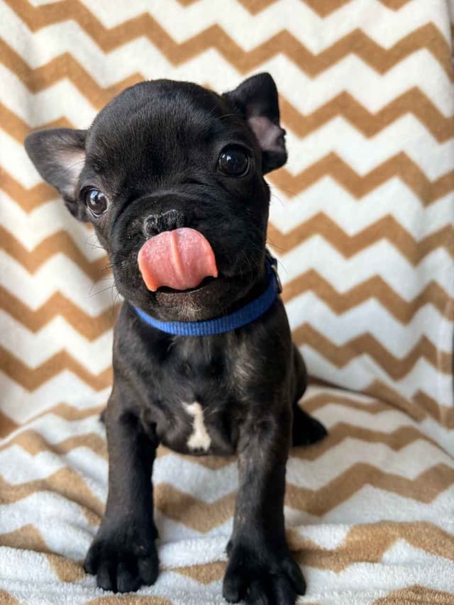 French Bulldog Puppies media 3