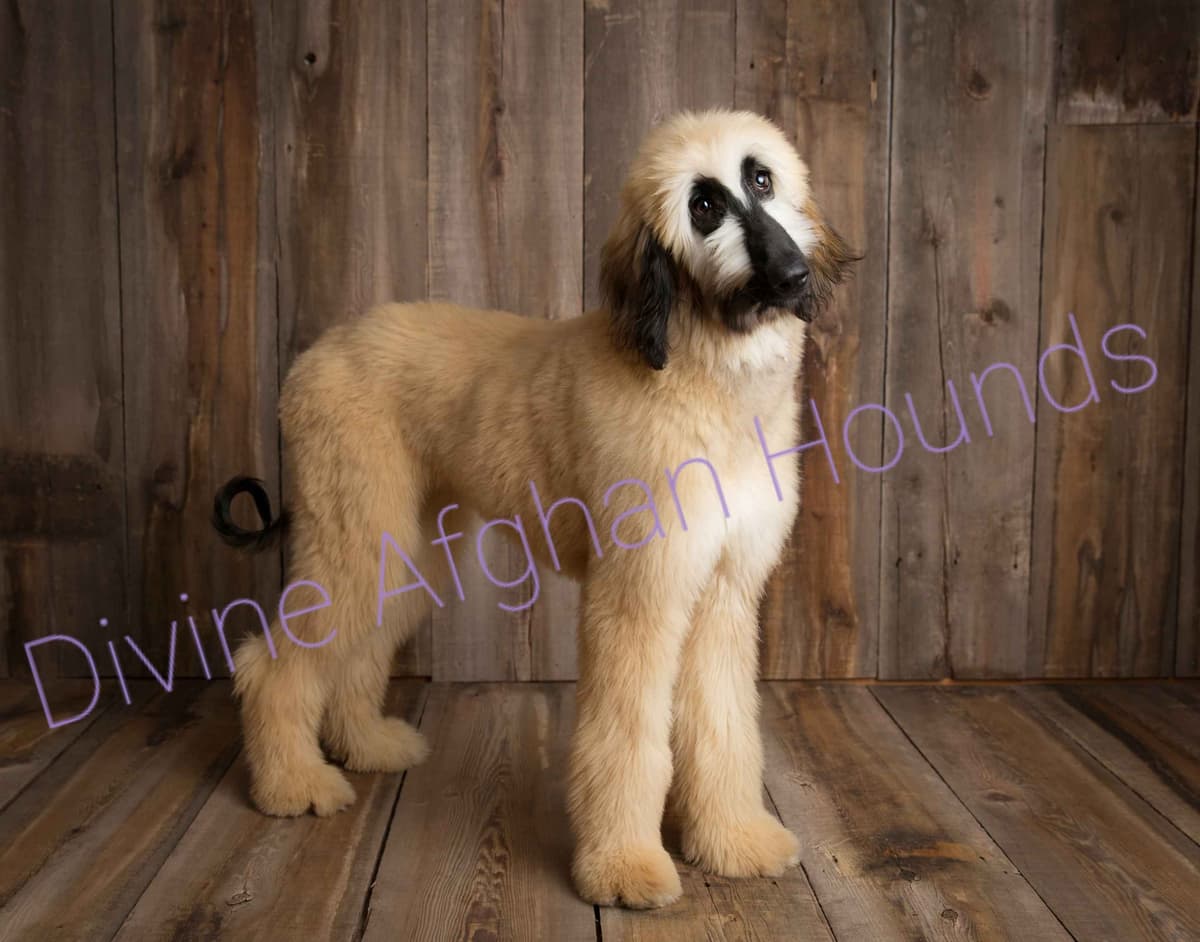Afghan Hound Puppies breeder image 3