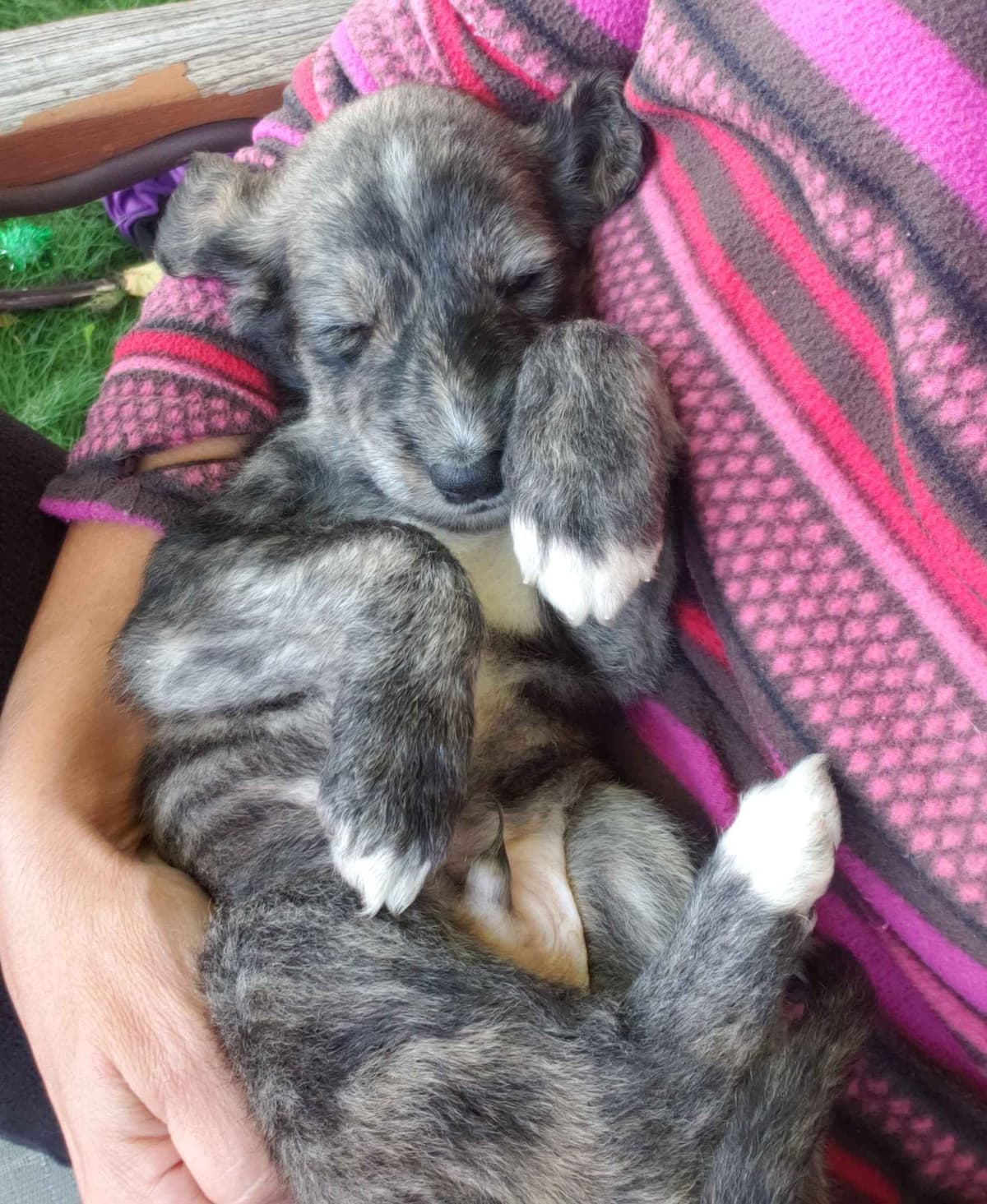 Afghan Hound Puppies breeder image 2