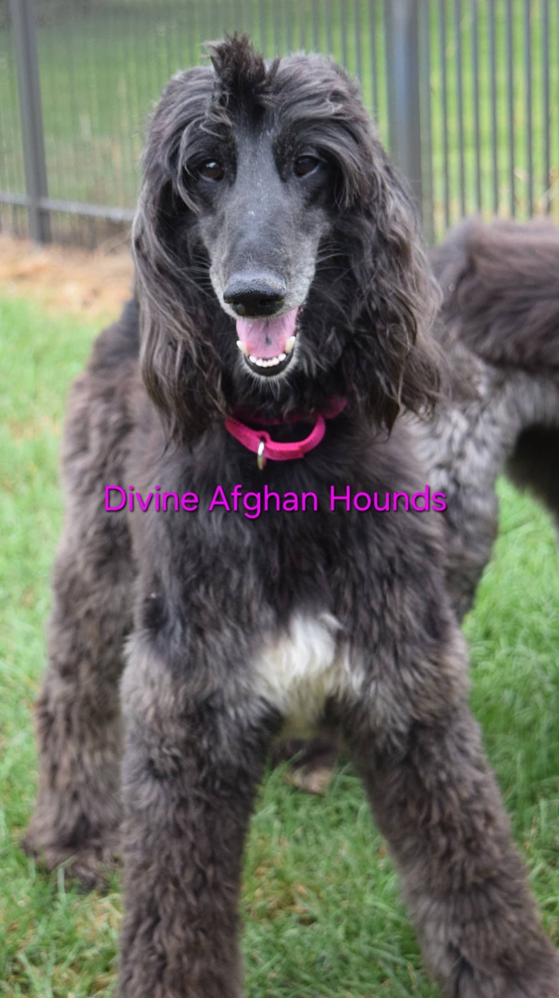 Afghan Hound Puppies breeder image 1