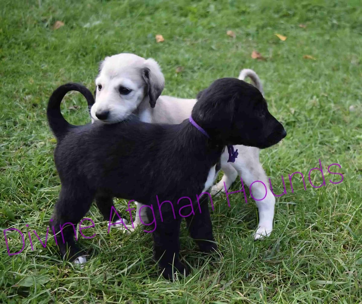 Afghan Hound Puppies breeder image 7