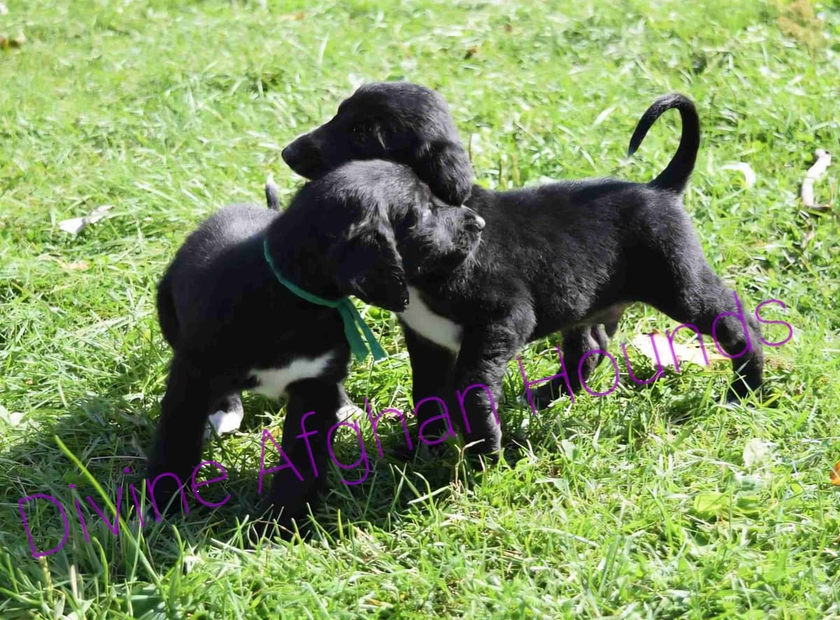Afghan Hound Puppies breeder image 5