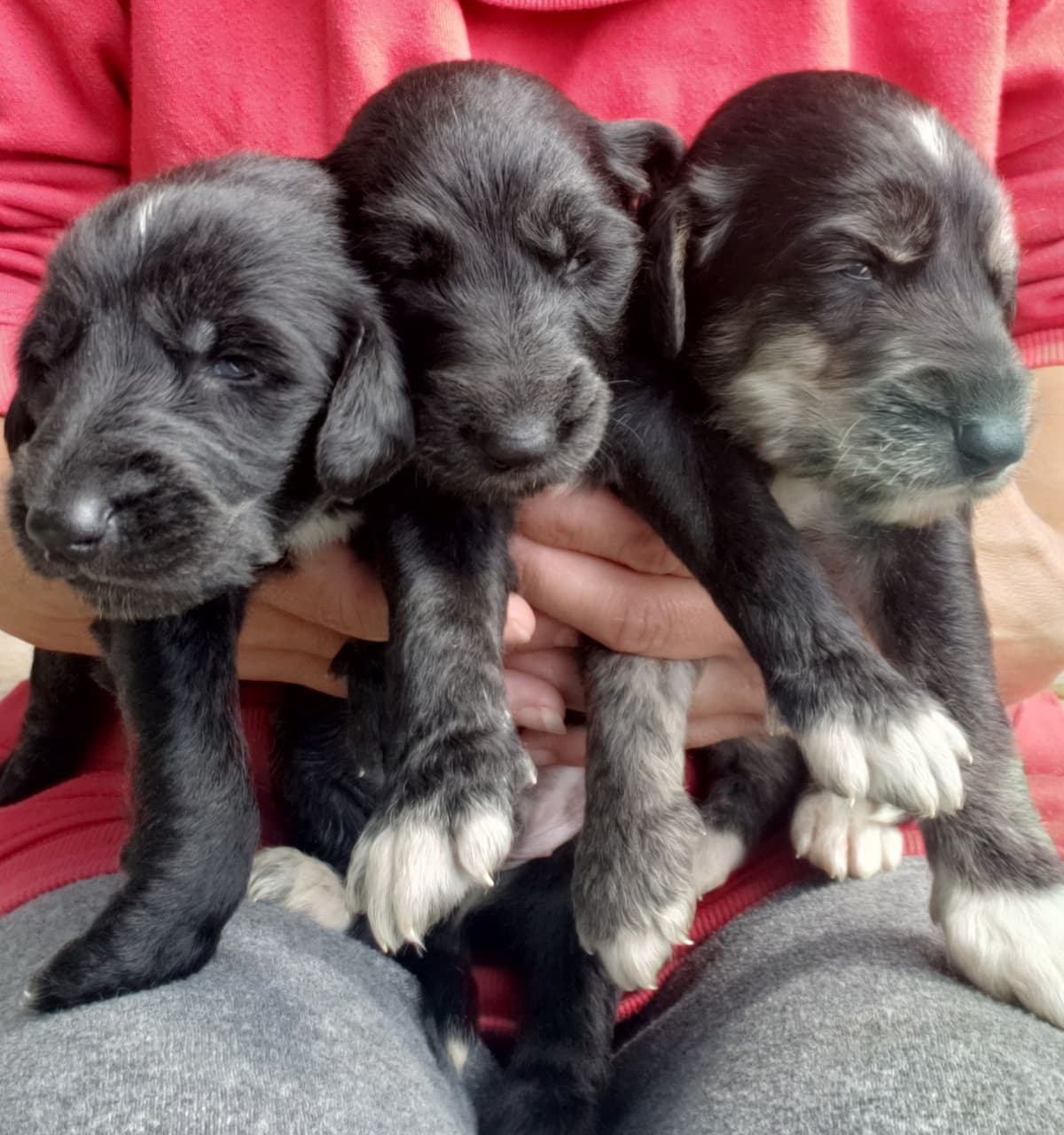 Afghan Hound Puppies breeder image 4