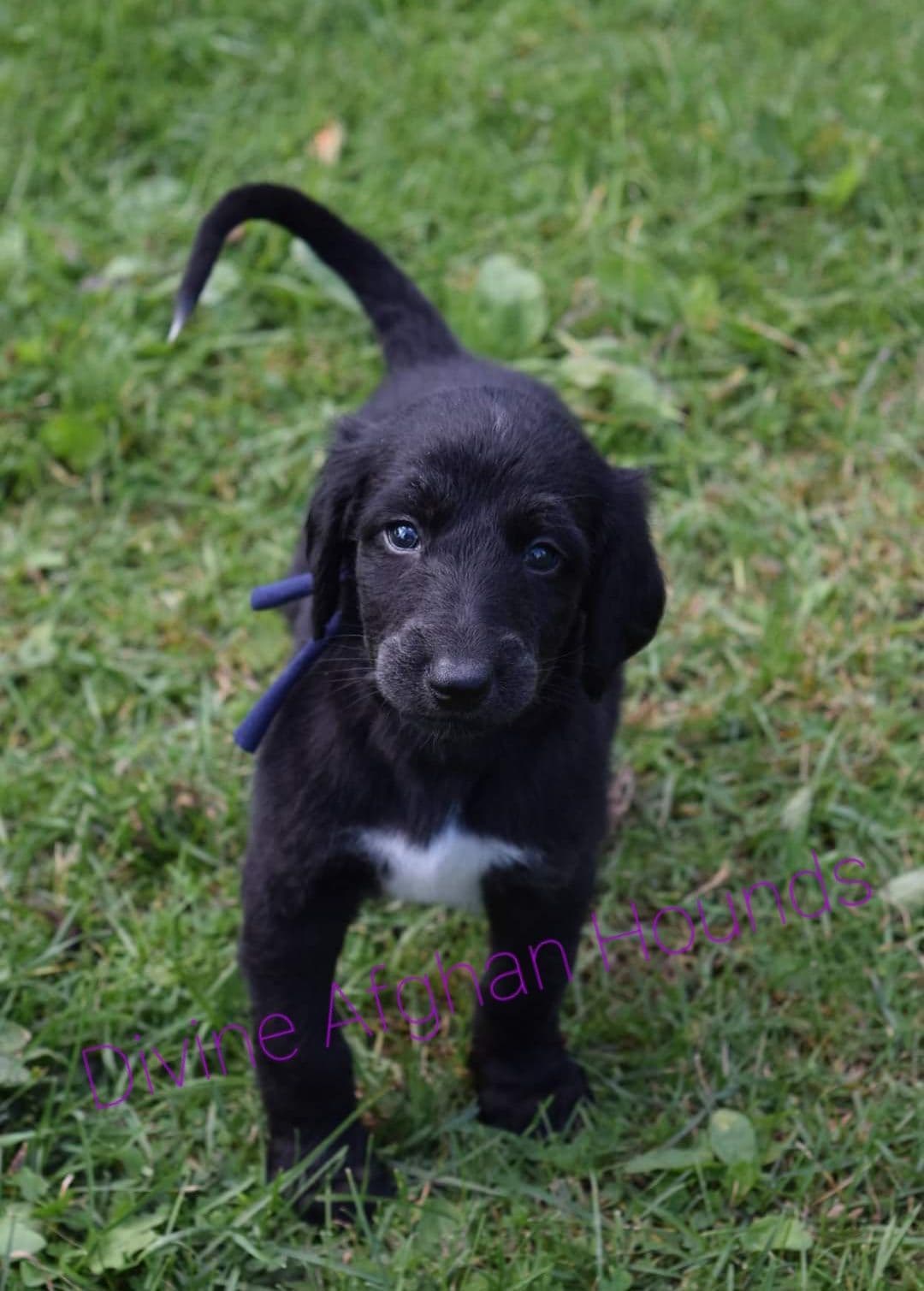Afghan Hound Puppies breeder image 6