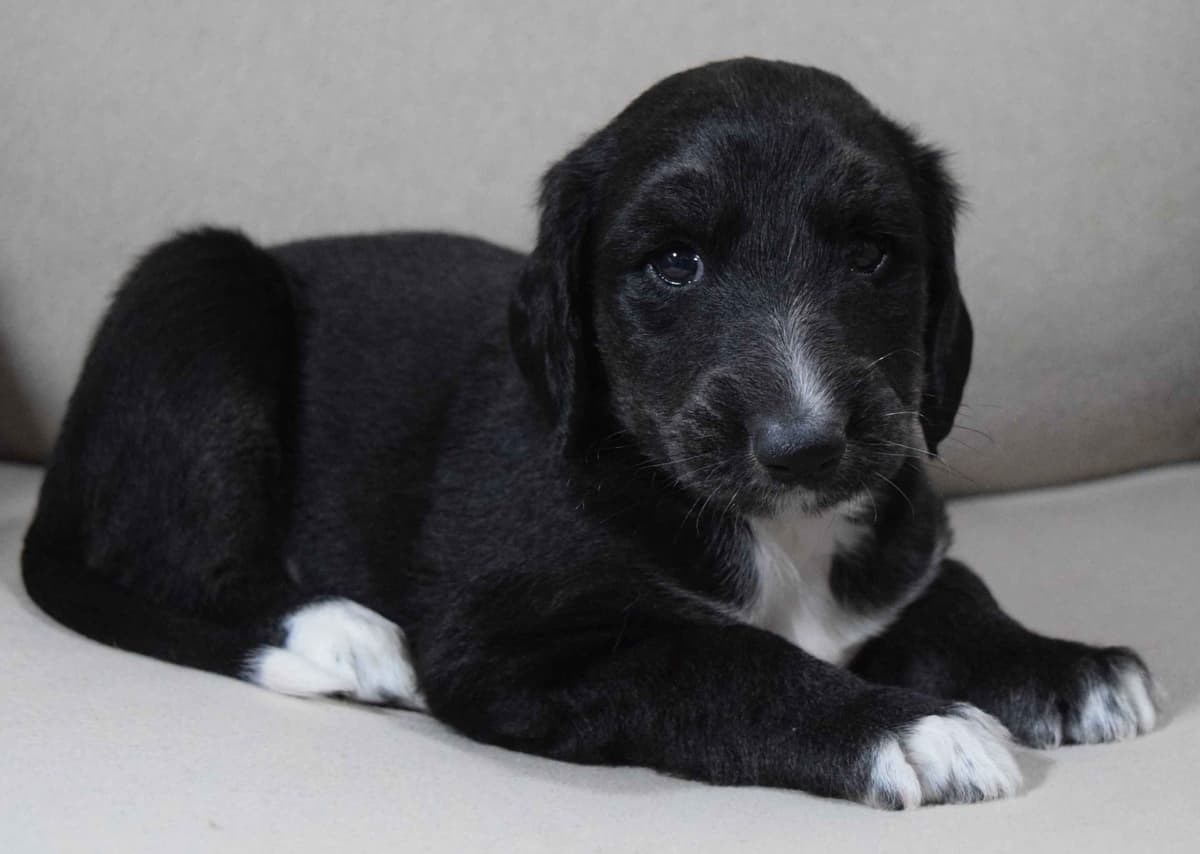 Afghan Hound Puppies breeder image 8